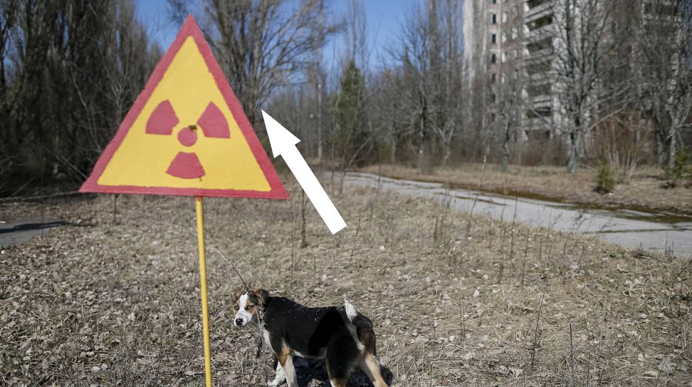    Чернобыльские лягушки мутировали и теперь светятся в темноте