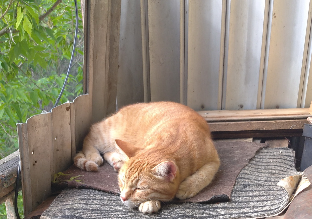 Личное фото