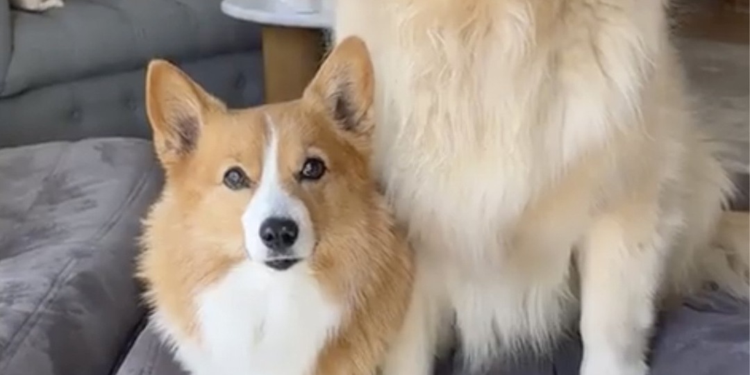 Корги воспитал золотистого ретривера — посмотрите на результат