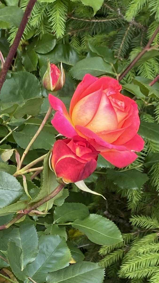 Роза. Фото автора 