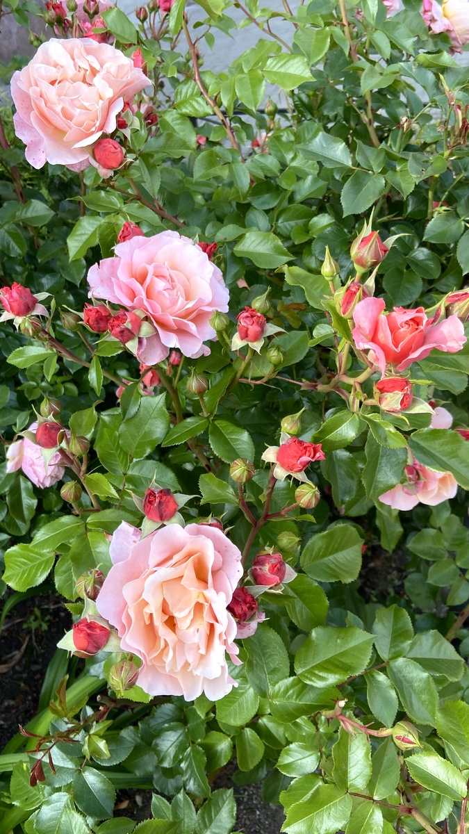 Розы. Фото автора