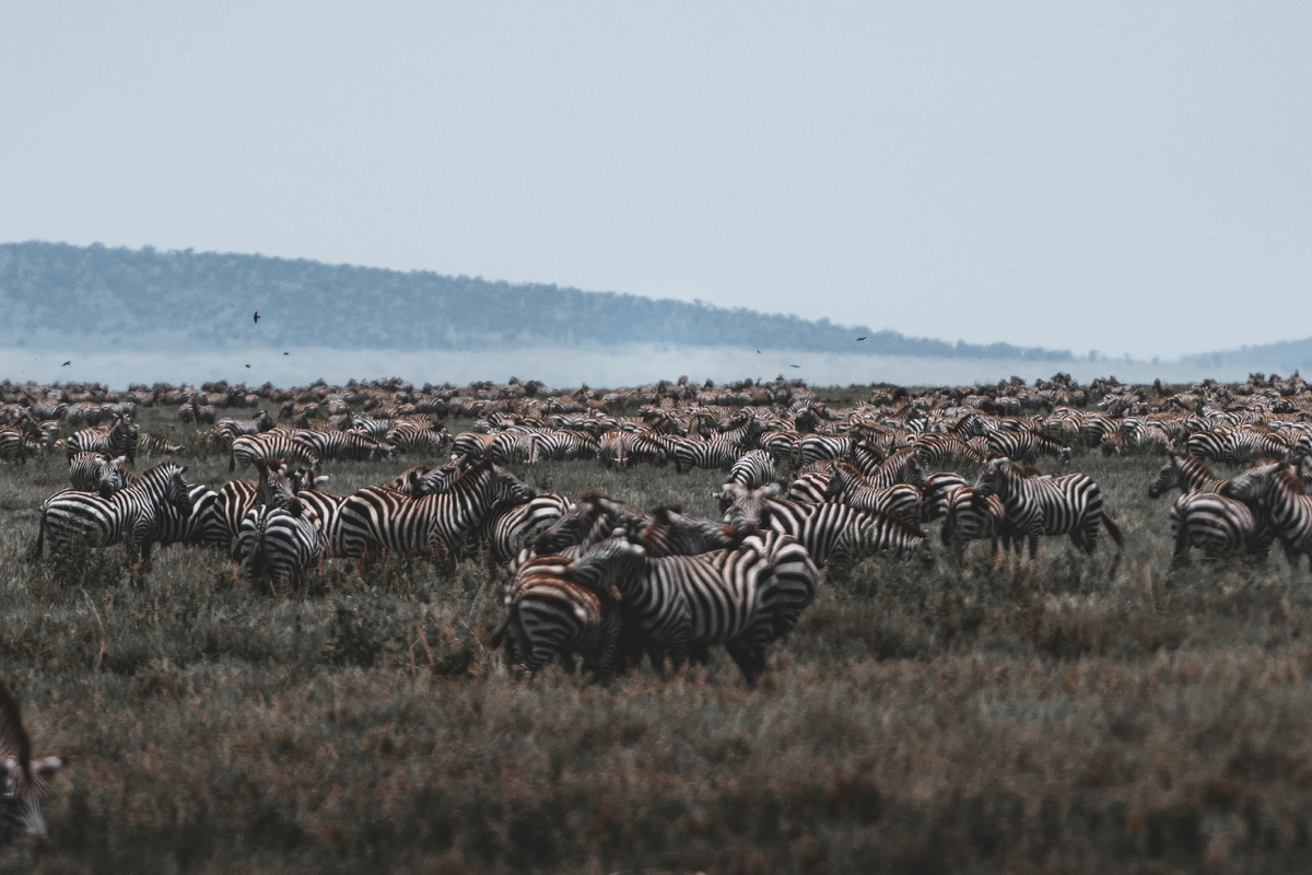 Большая часть Великой миграции приходится на территорию Национального парка Серенгети. Фото: архив Altezza Travel