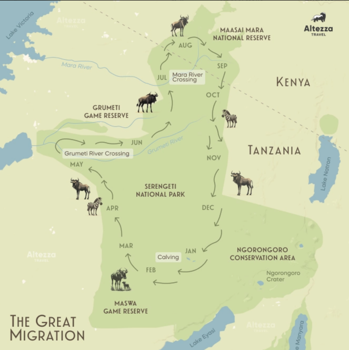 Схема движения антилоп