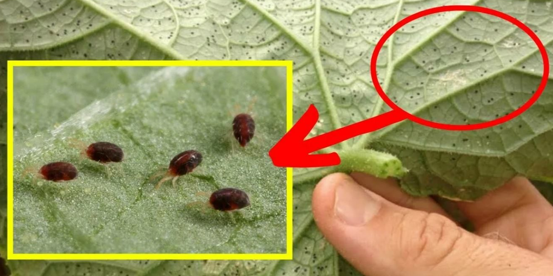 Как защитить огурцы от паутинного клеща в зной: профилактика и способы борьбы