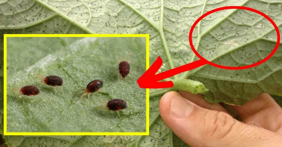 паутинный клещ