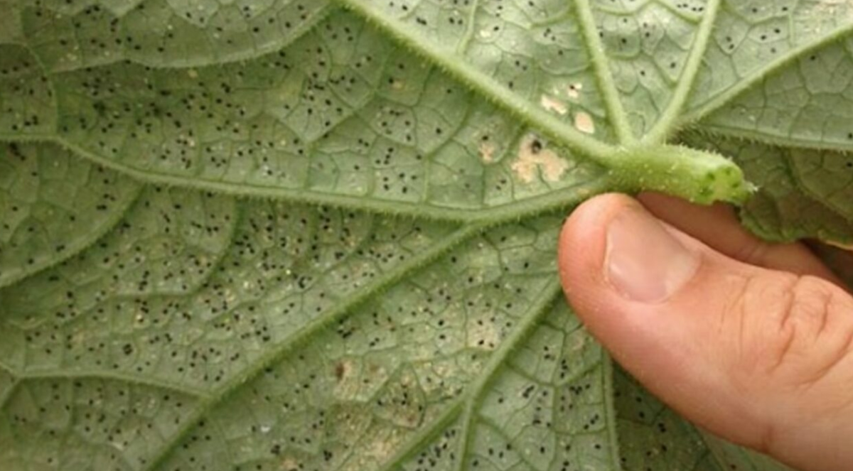 черные точки