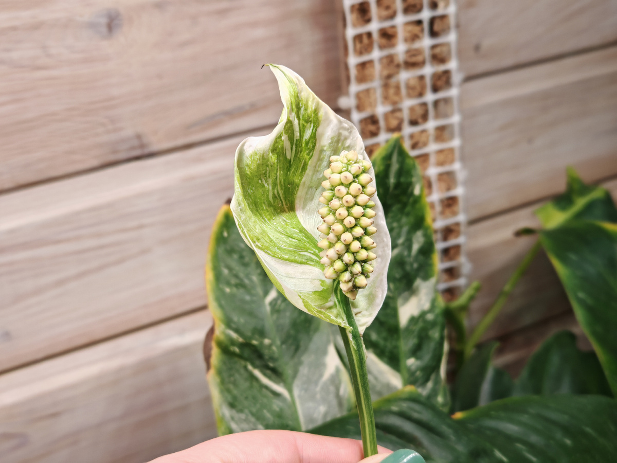 Спатифиллум джемини