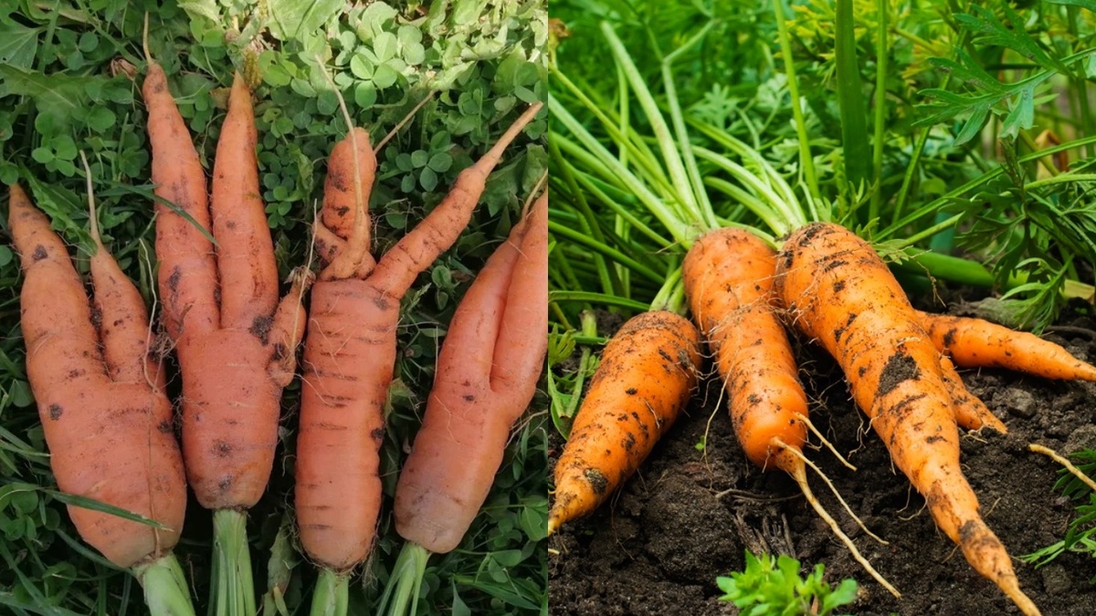 Разница очевидна - правильный полив решает все