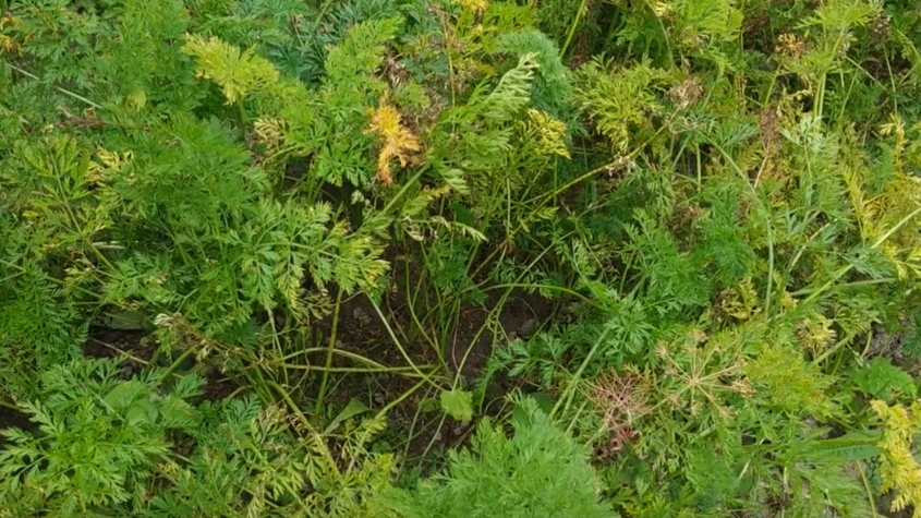 Желтые кончики листьев - первый сигнал о проблемах