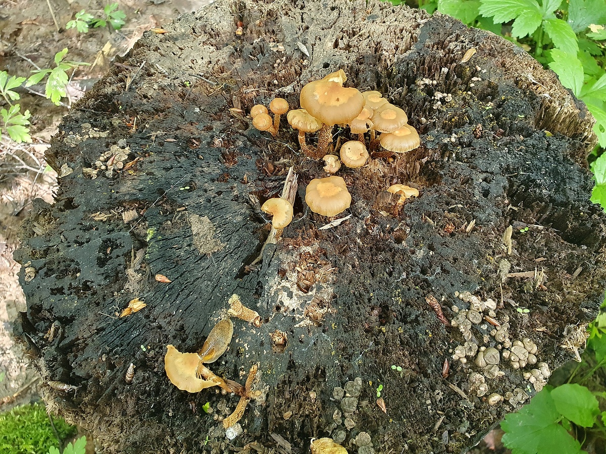 Опёнок летний (Kuehneromyces mutabilis)