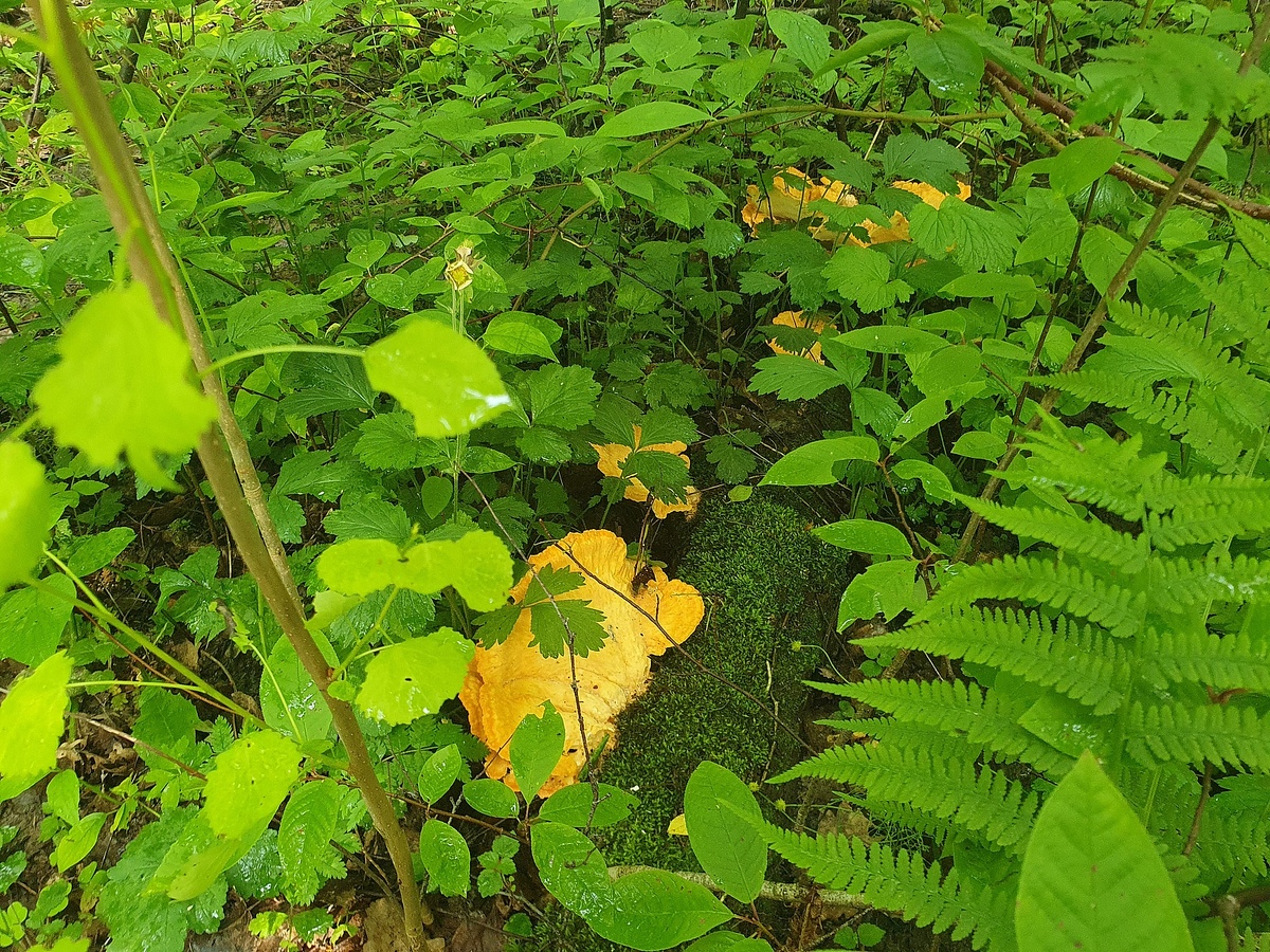 Трутовик серно-жёлтый (Laetiporus sulphureus)