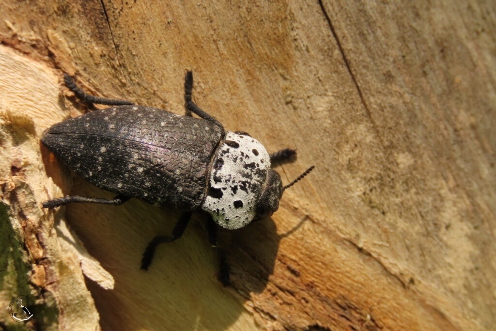    Златка чёрная. 12.06.25 Анна Власова