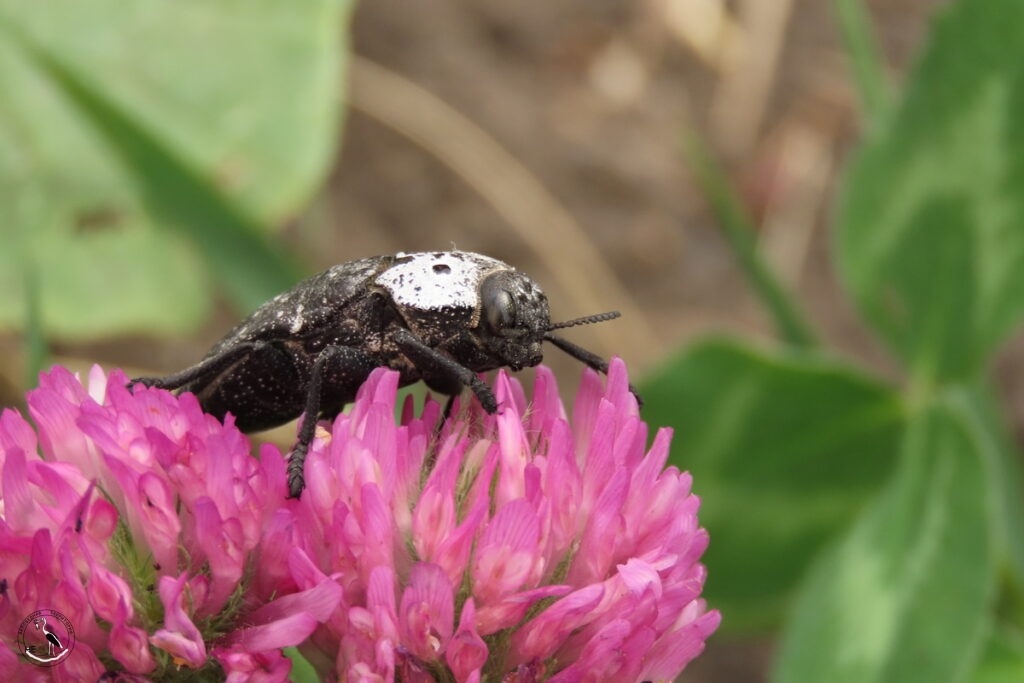    Златка чёрная. 12.06.25 Анна Власова