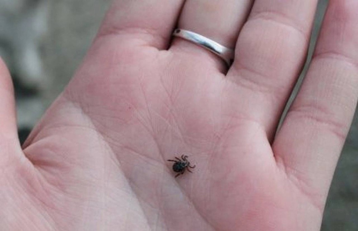    7 случаев заболевания иксодовым клещевым боррелиозом зафиксировано в Курской области