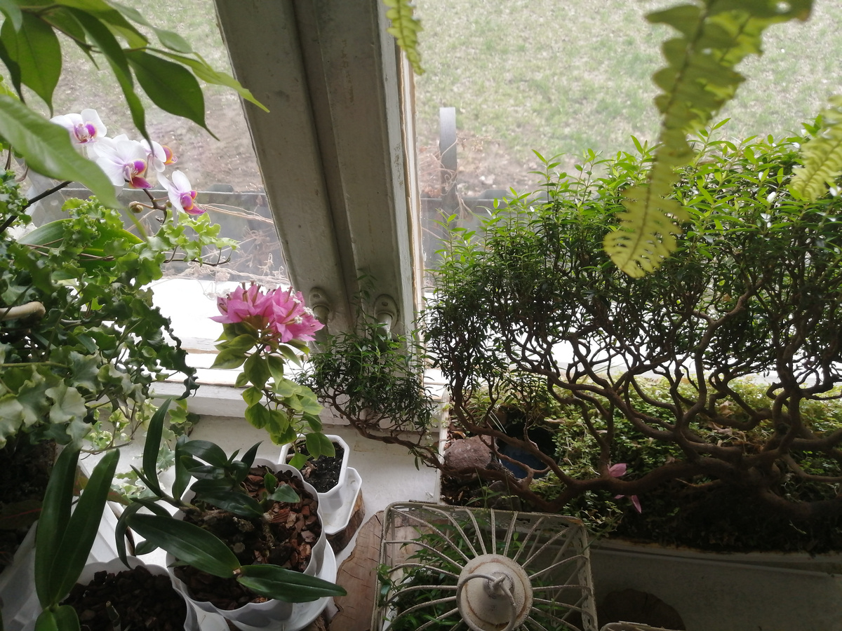 Апрель этого года. Фаленопсис (слева, бело-розовый) цветёт уже давно