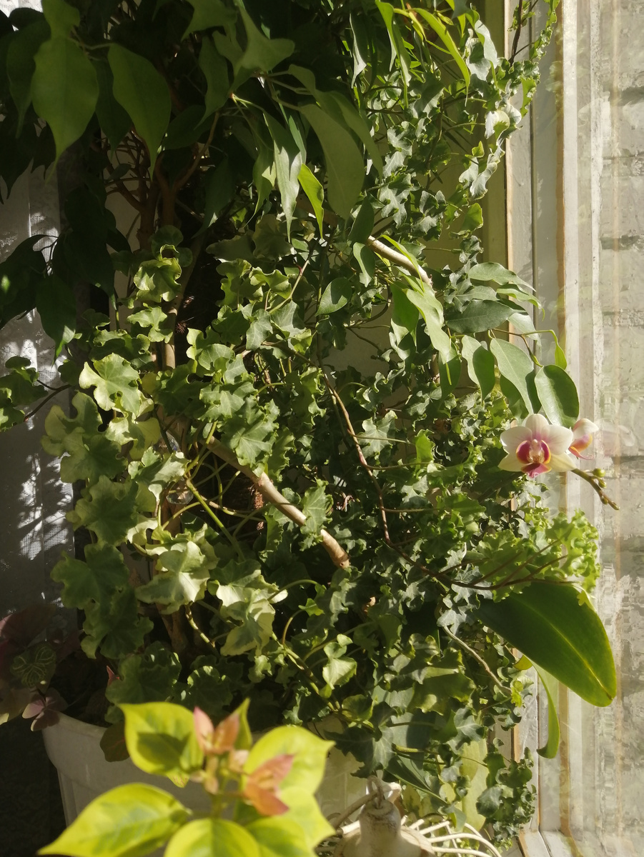 Начало марта этого года. Почти начало цветения, фаленопсис справа, вплотную к оконному стеклу