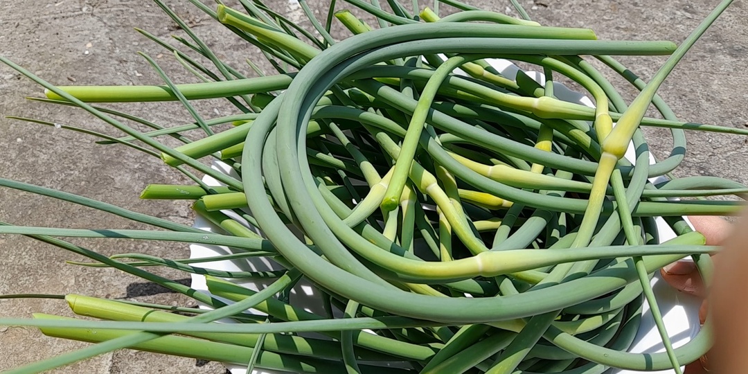 Когда и как выламывать стрелки у чеснока? Пошаговая инструкция