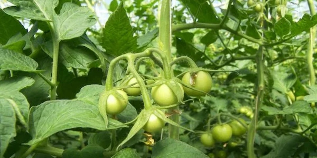 Почему на томатах нет завязи? Причины. Советы огородников - какие средства помогут томатам эффективно завязывать плоды.