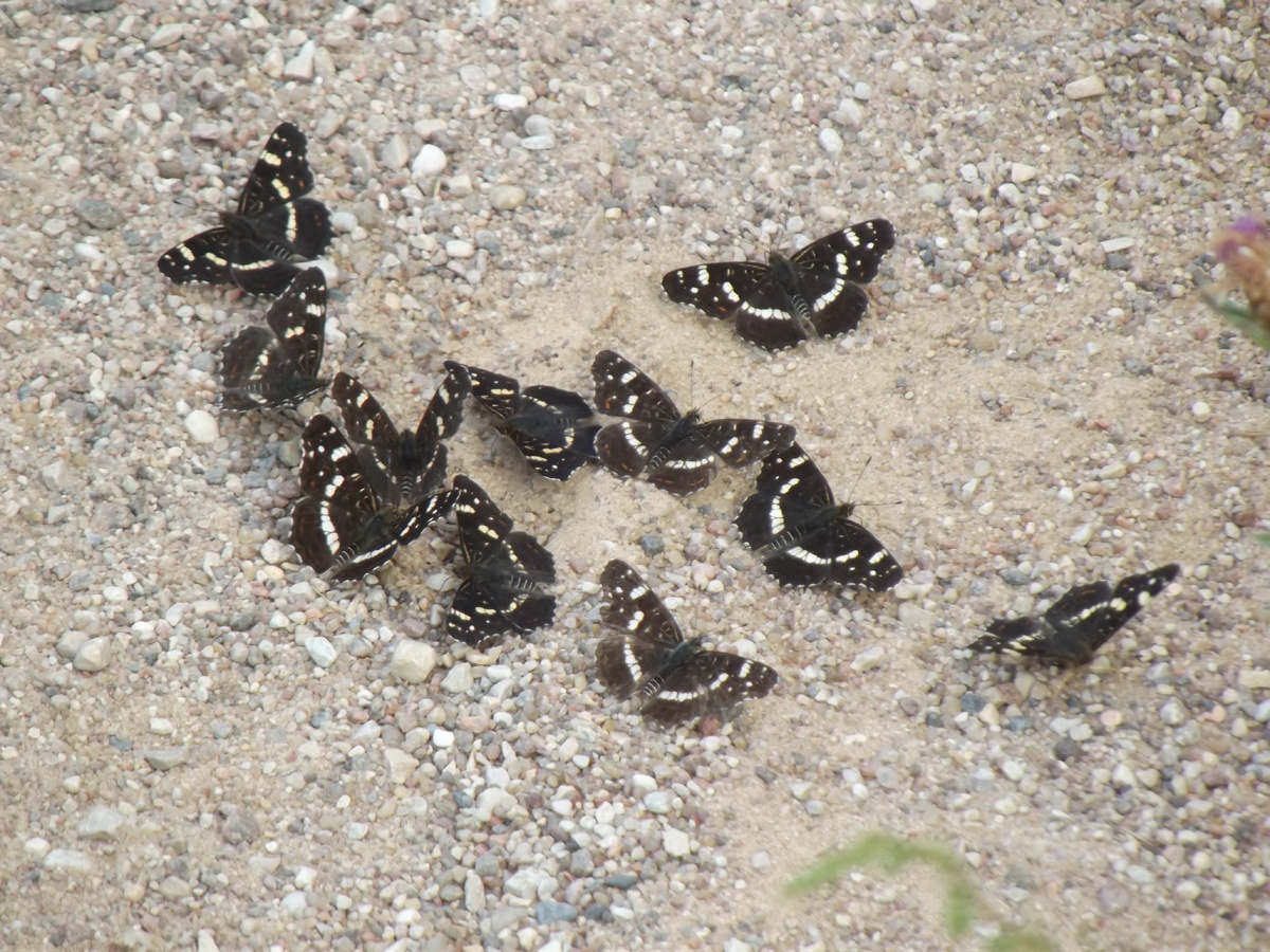 Пестрокрыльница Левана, летняя морфа 30.07.22