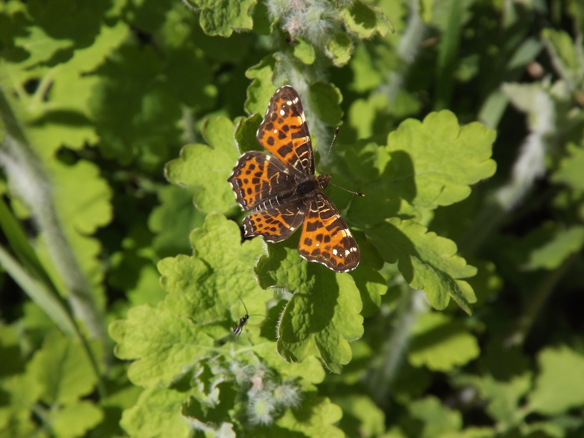 На чистотеле. 09.05.25