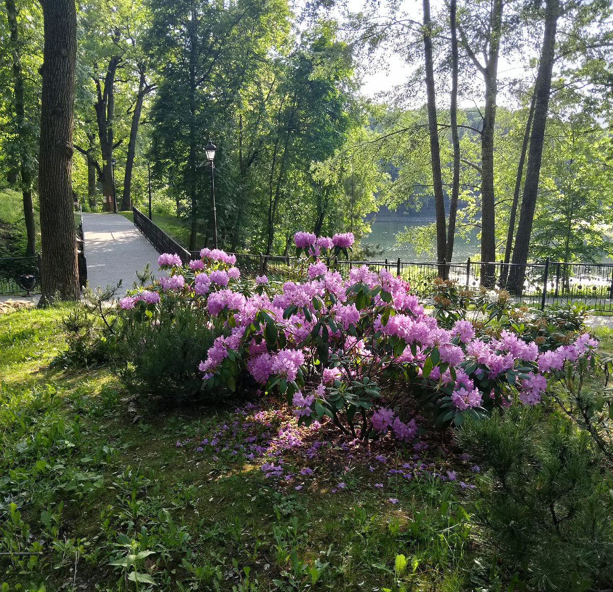 Рододендроны цветут. Ну можно ли такую  красоту не любить! 