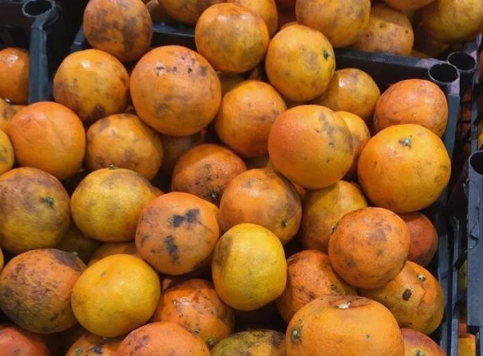 Некондиционные мандарины (иллюстрация из открытых источников)