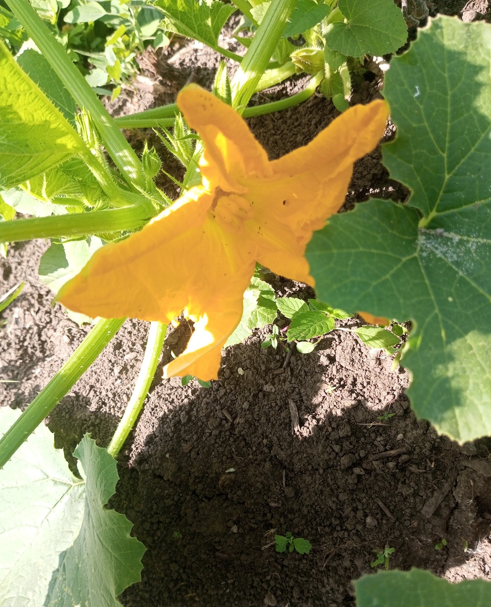 уже цветут. Уже не долго ждать