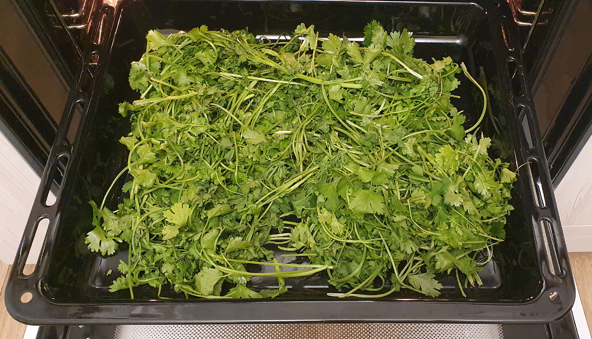 Зелень кинзы для сушки. Фото автора.