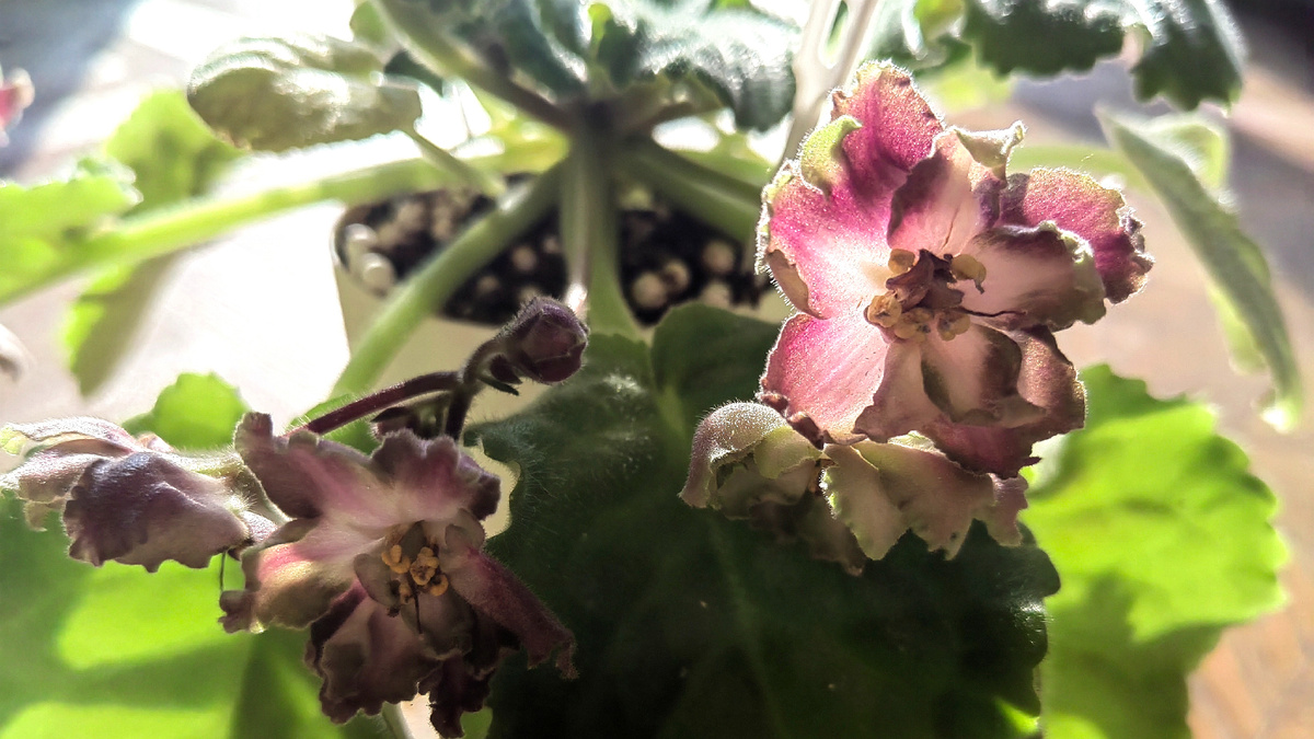 Лепестки светятся изнутри. Фото автора