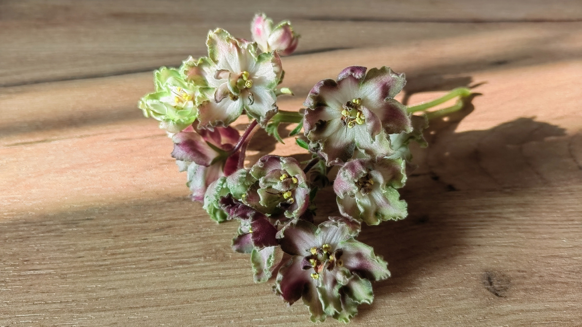 ЛЕ-Малахитовая Роза. Фото автора