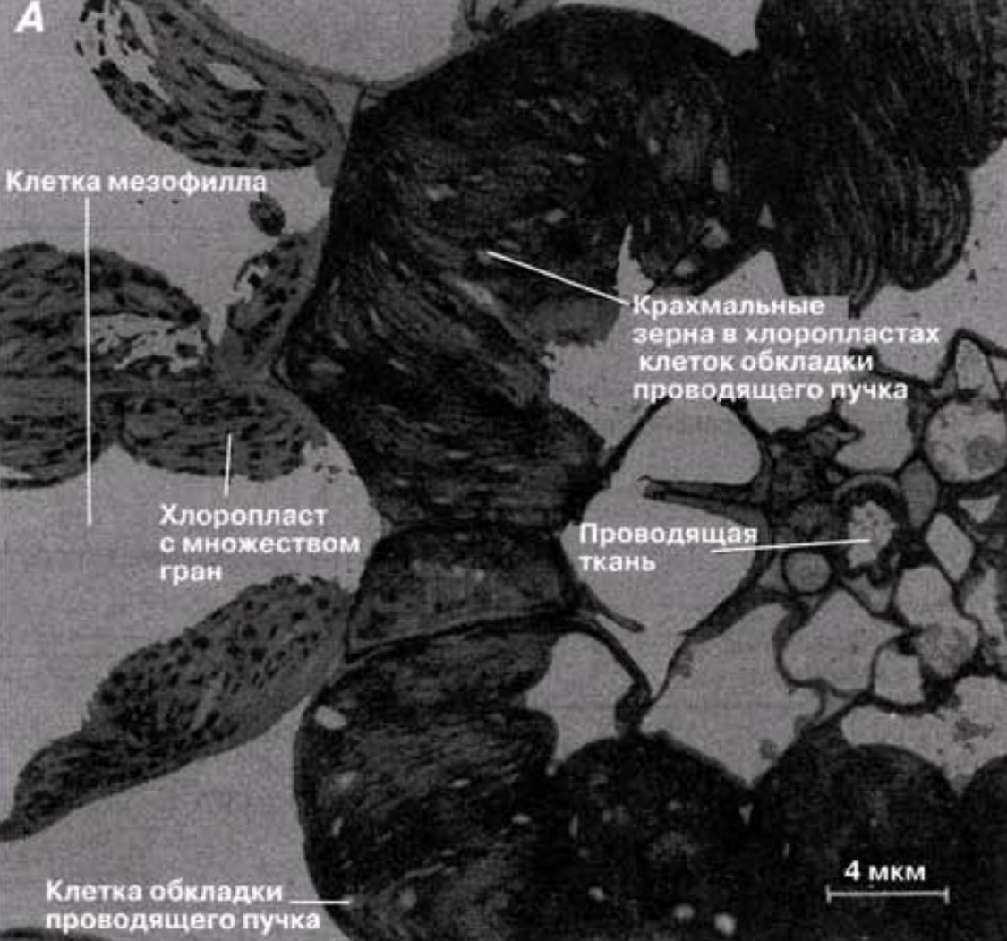 Рис 1. А. Срез листа африканского проса. Хорошо видны различия между хлоропластами клеток обкладки проводящих пучков и хлоропластами клеток мезофилла. В клетках обкладки проводящих пучков видны отдельные рудиментарные граны, тогда как в клетках мезофилла они многочисленны и отчетливо видны. И в тех, и в других клетках видны зерна крахмала. (Увеличение ×4000.) 