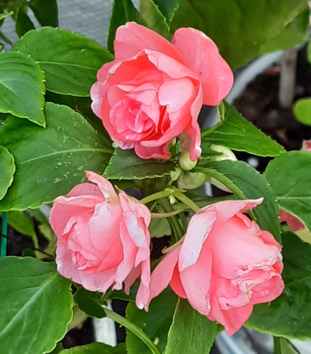 Бальзамин Silhouette peach star