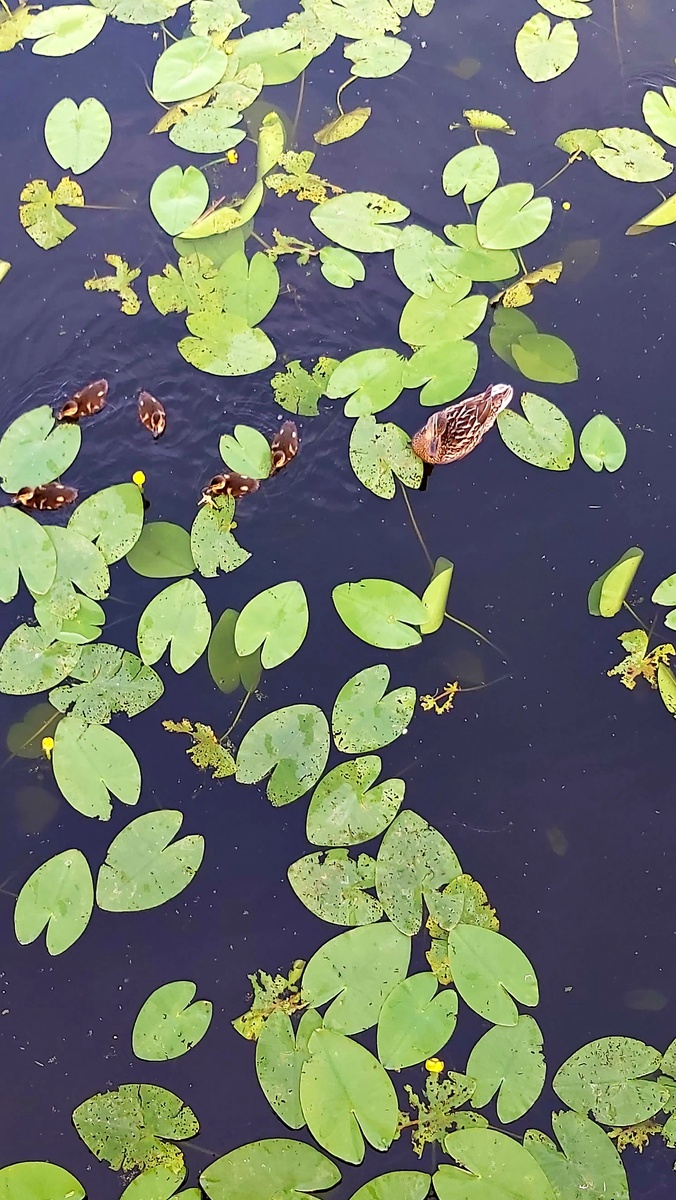 Мама с потомством