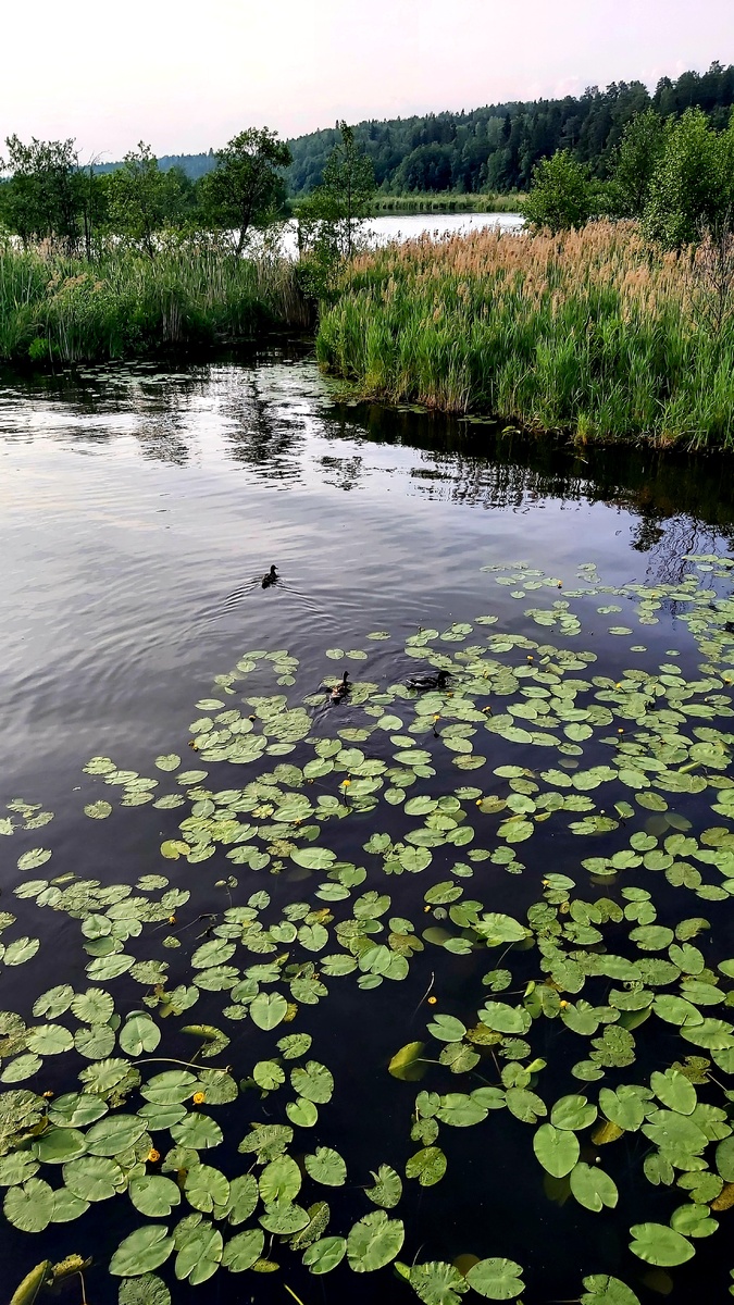 Мой любимый вид