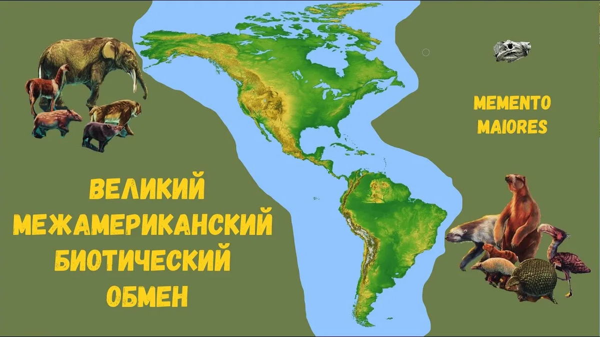 Сверху - североамериканцы, снизу, собственно, южноамериканцы