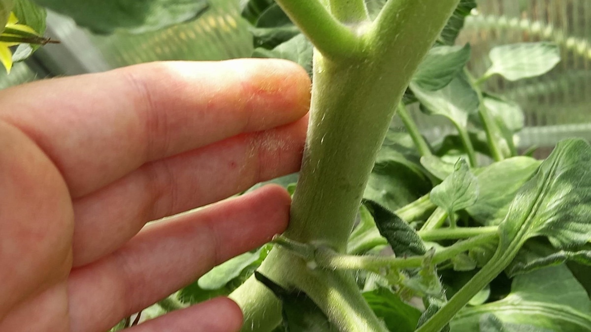 Толстый стебель.