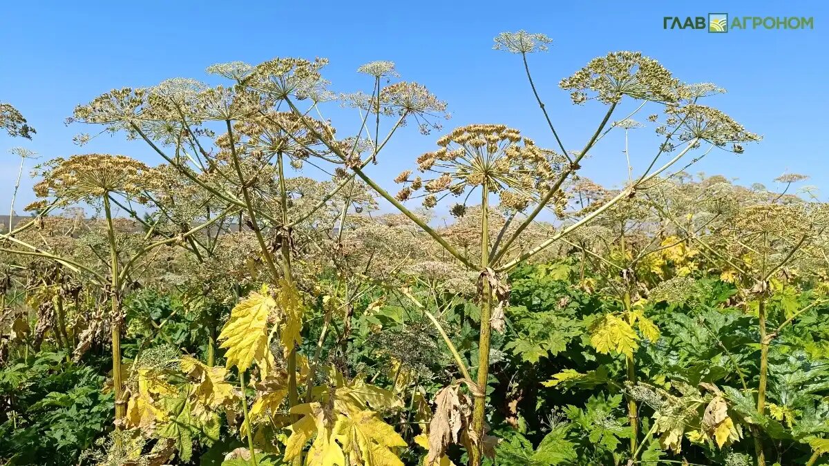 Фото: © Артем Борисов / Glavagronom.ru
В России появится «Черная книга» чужеродных видов растений