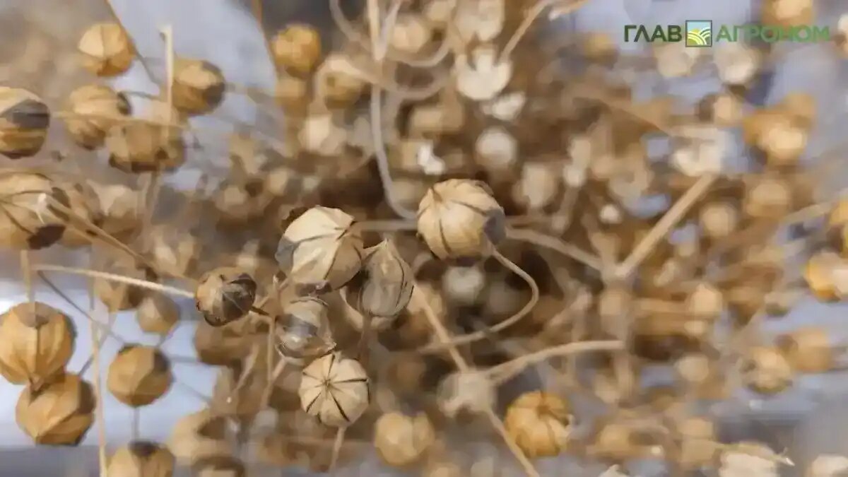 Фото: © Владимир Исаенко / Glavagronom.ru
В Смоленской области вывели высокопродуктивный сорт льна-долгунца