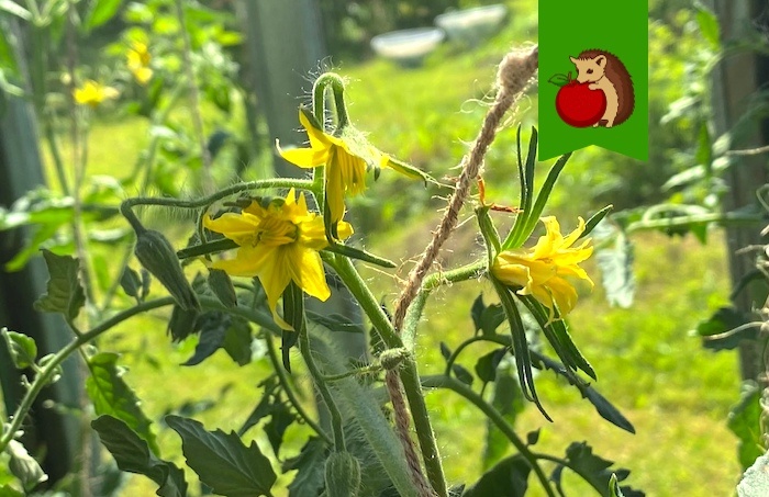 Любимая подкормка для томатов во время цветения: для шикарного урожая крупных и сладких плодов