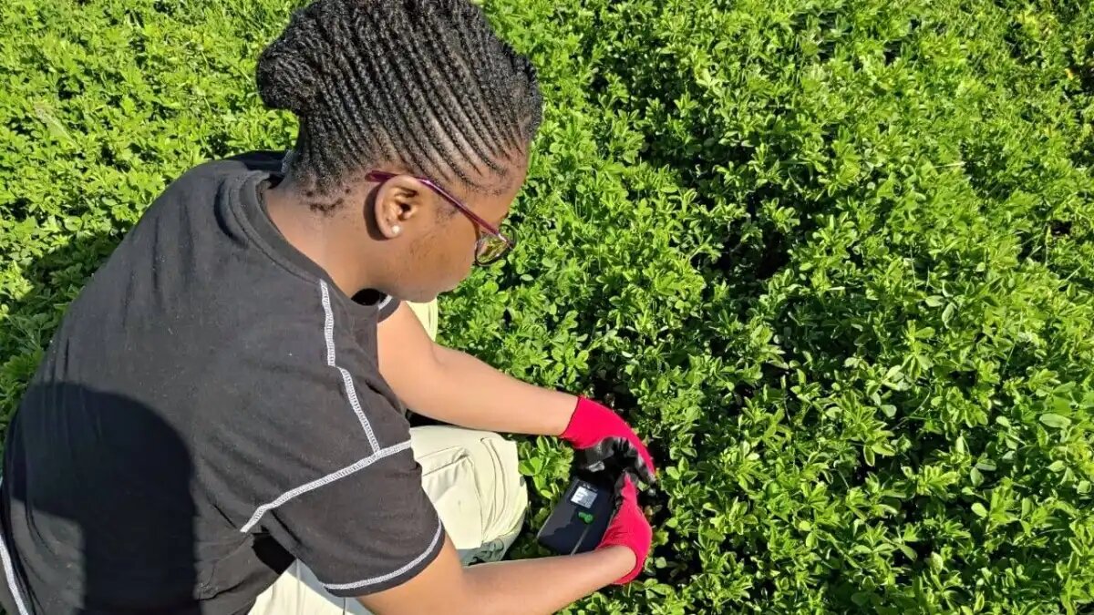 Фото: пресс-служба РГАУ-МСХА им. Тимирязева
Аспиранты Тимирязевки проводят исследования многолетних трав