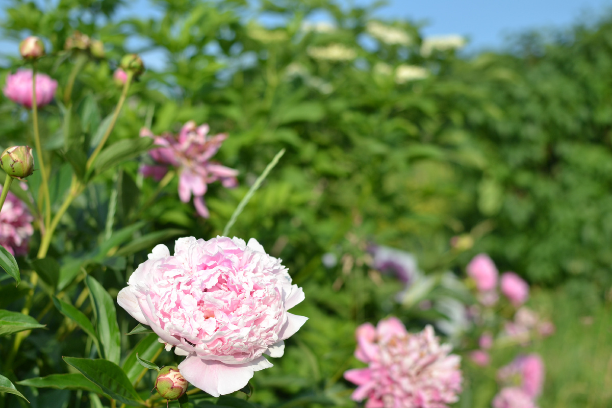 Просто пионы в моем саду