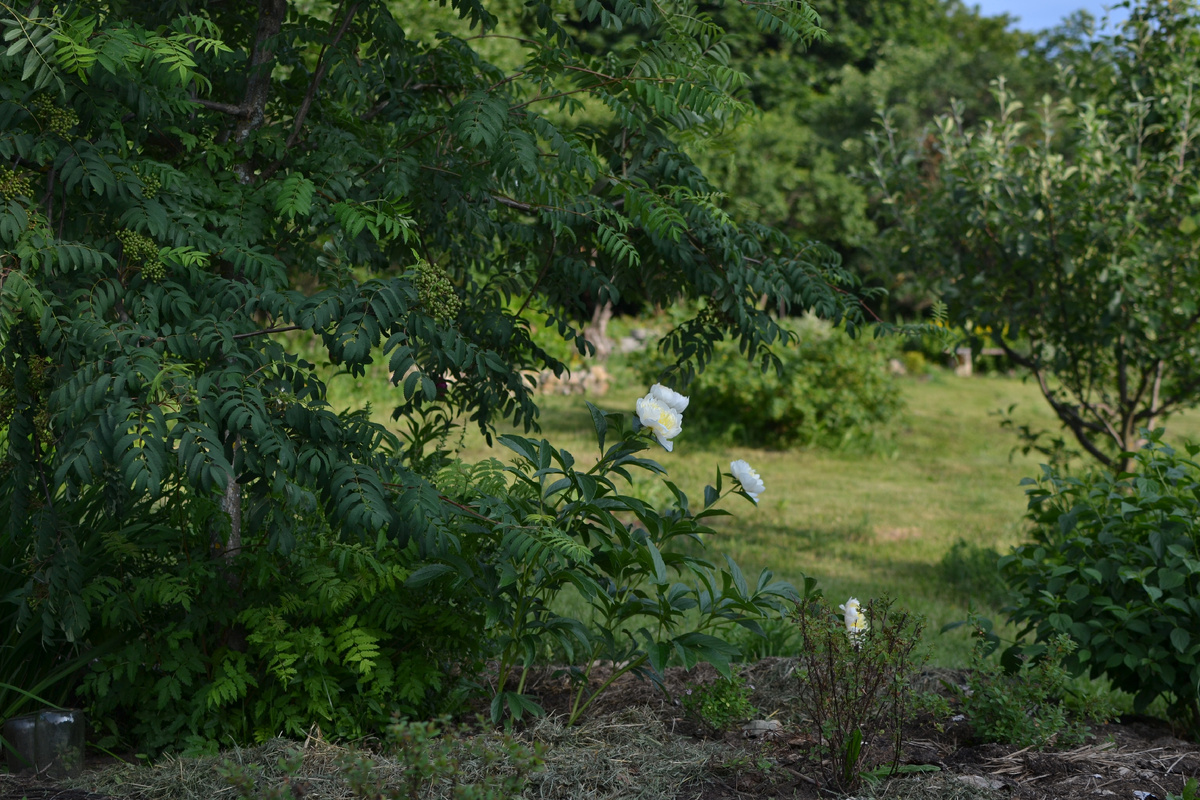 Пион "Реквием" в моем саду