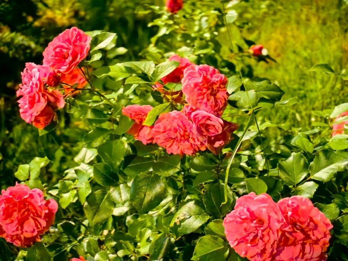    Фото: Никита Чудин. UG.RU