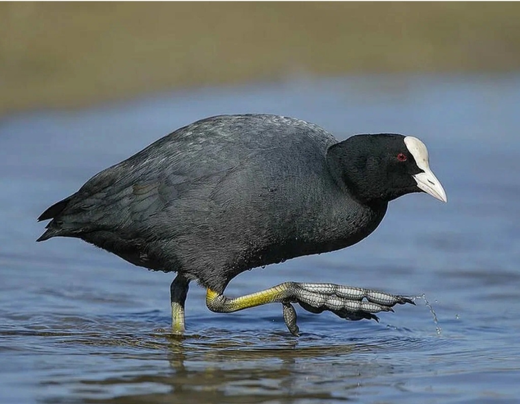 Загадочная лысуха