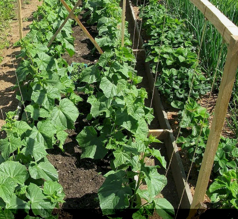 Грядки огурцов