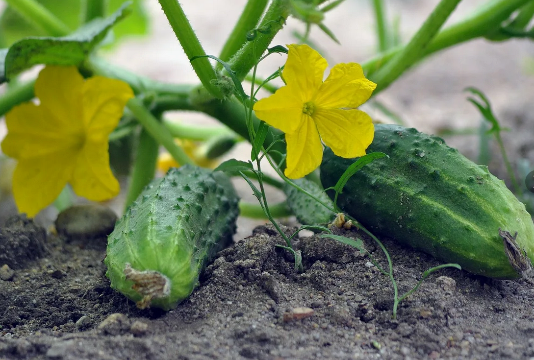 Огурчики на кусте