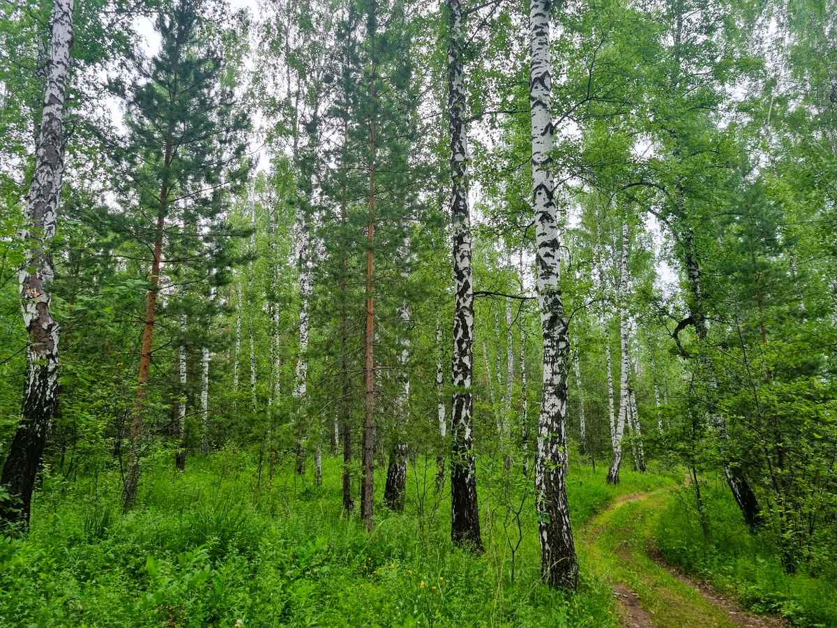 Тропа, которую проложили любители квадроциклов. Фото автора 