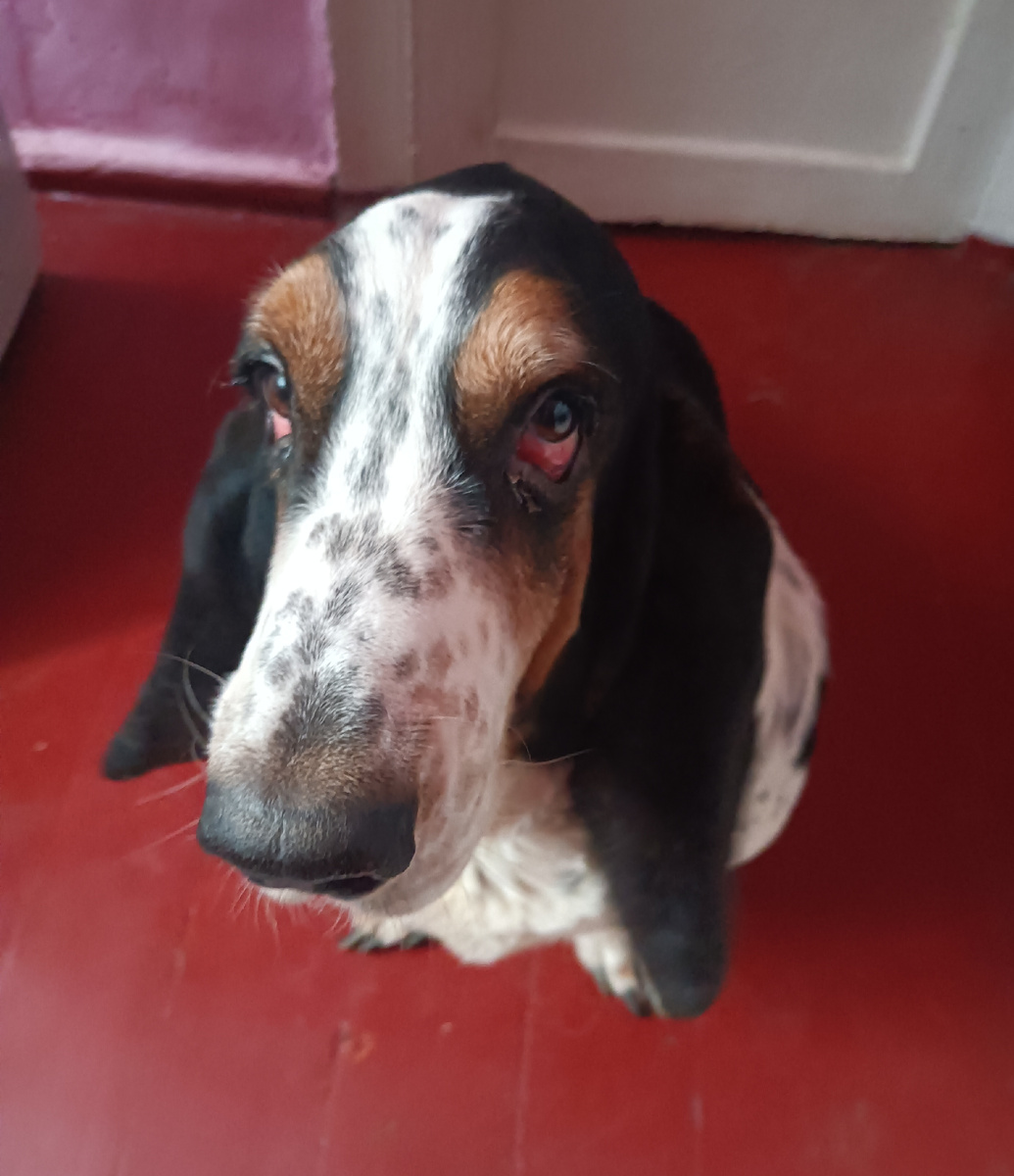 В ожидании завтрака 