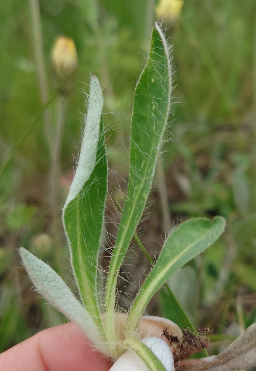 Лист ястребинки покрыт волосками
