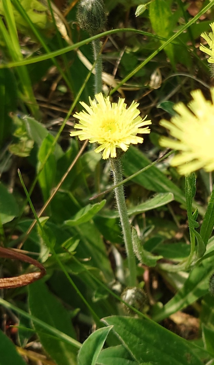 Ястребинка высотой не более 30 см